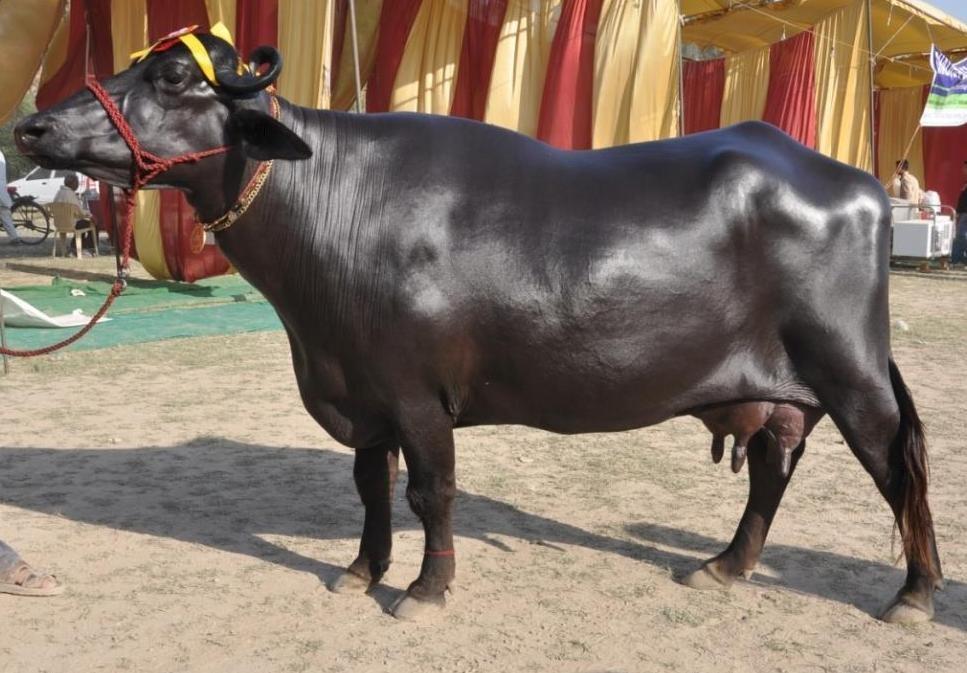 Neeli Ravi buffalo at Gujjar Milk Shop farm