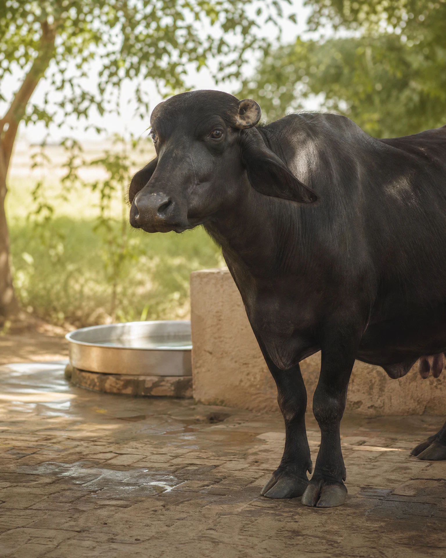 A Neeli Ravi buffalo at the Gujjar dairy